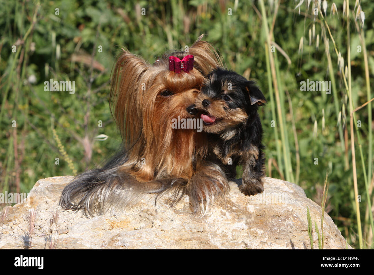 Dog Yorkshire Terrier adult and puppy kisses Stock Photo Alamy