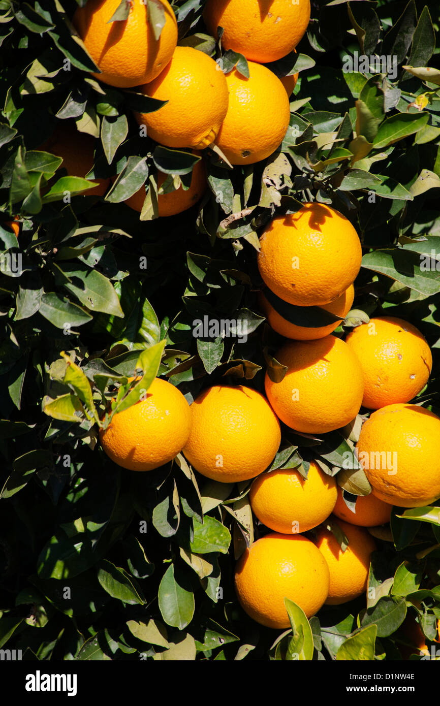 Valencia spain orange tree hires stock photography and images Alamy