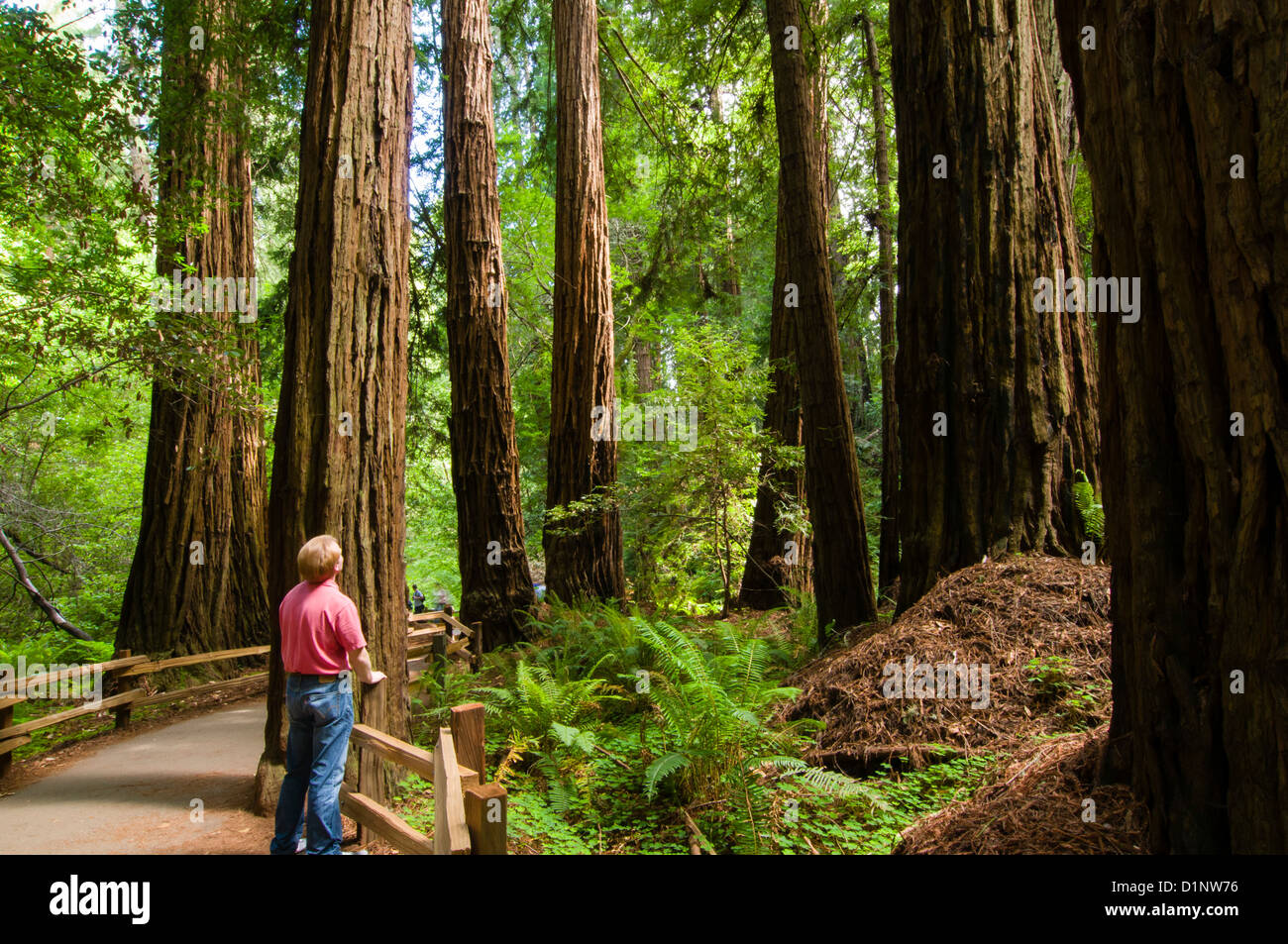 Redwoods in Muir Woods National Monument, California, USA Stock Photo