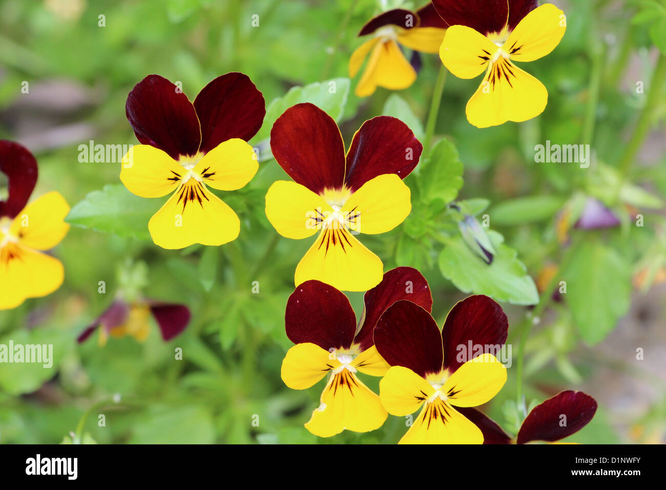 Yellow and Red Pansies Stock Photo
