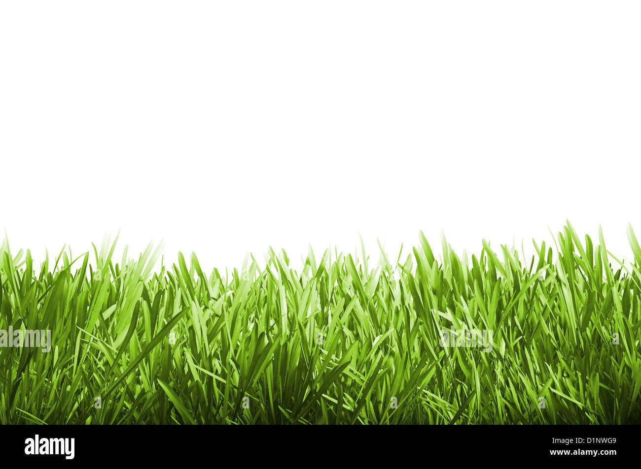 Green grass isolated on white background Stock Photo - Alamy