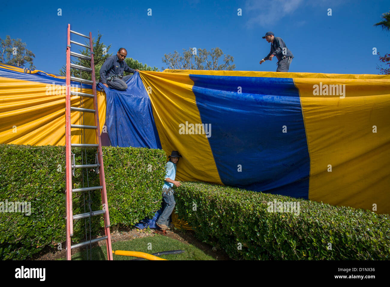 Hispanic workmen in Laguna Niguel, CA, cover a home with a gasproof tent prior to fumigation for termite infestation. Stock Photo