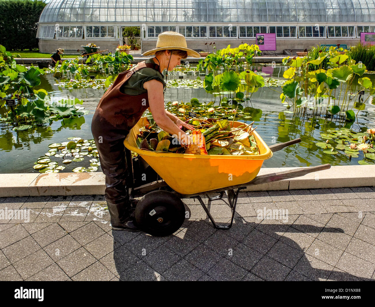 Wearing waterproof waders, a gardener tending water lilies at the Haupt Conservatory pond at the New York Botanical Gardens in Stock Photo