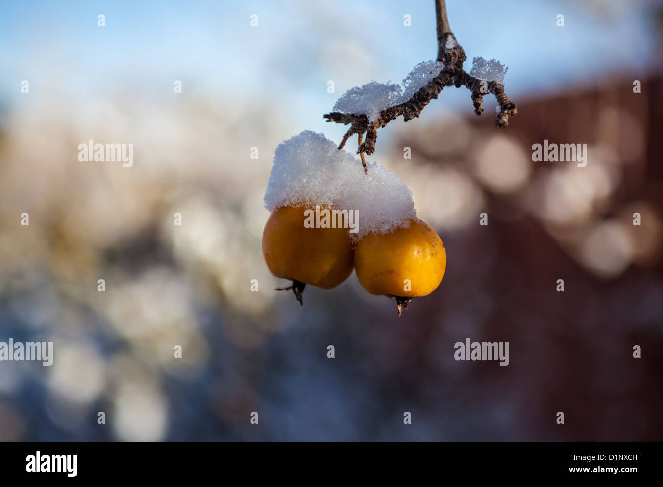 Snow on Crab apples Stock Photo