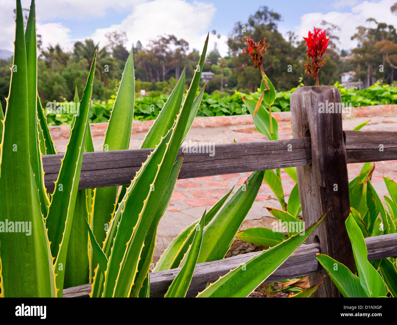 Fence with Agave Plants in Santa Barbara California USA Stock Photo Alamy