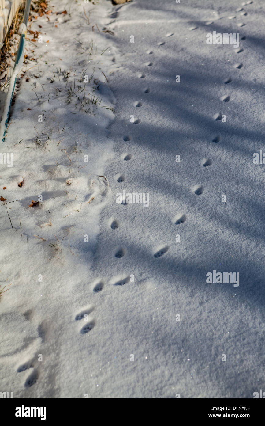 Cat prints in snow Stock Photo