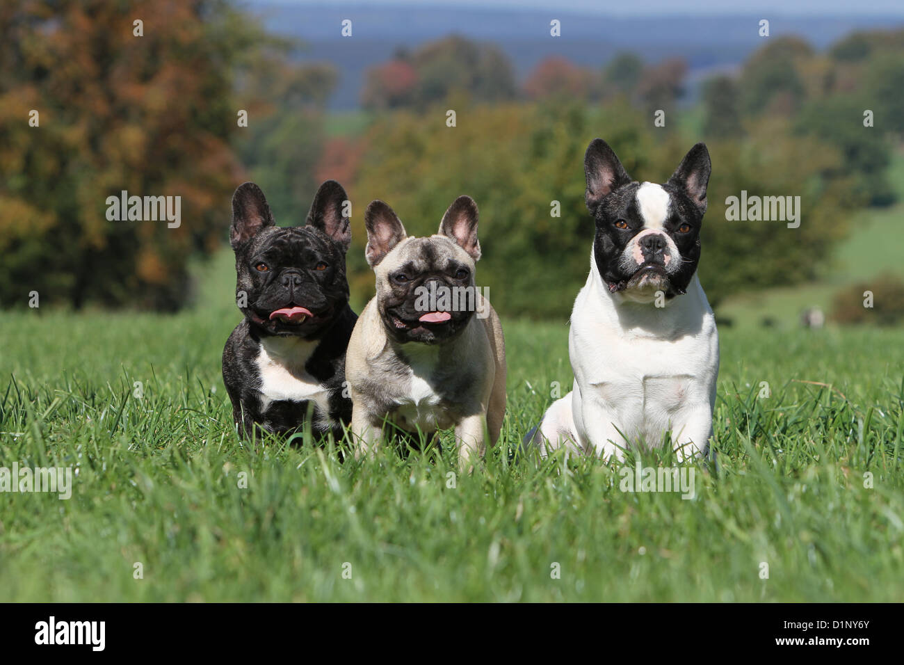 Dog French Bulldog / Bouledogue Français three adults different colors Stock Photo