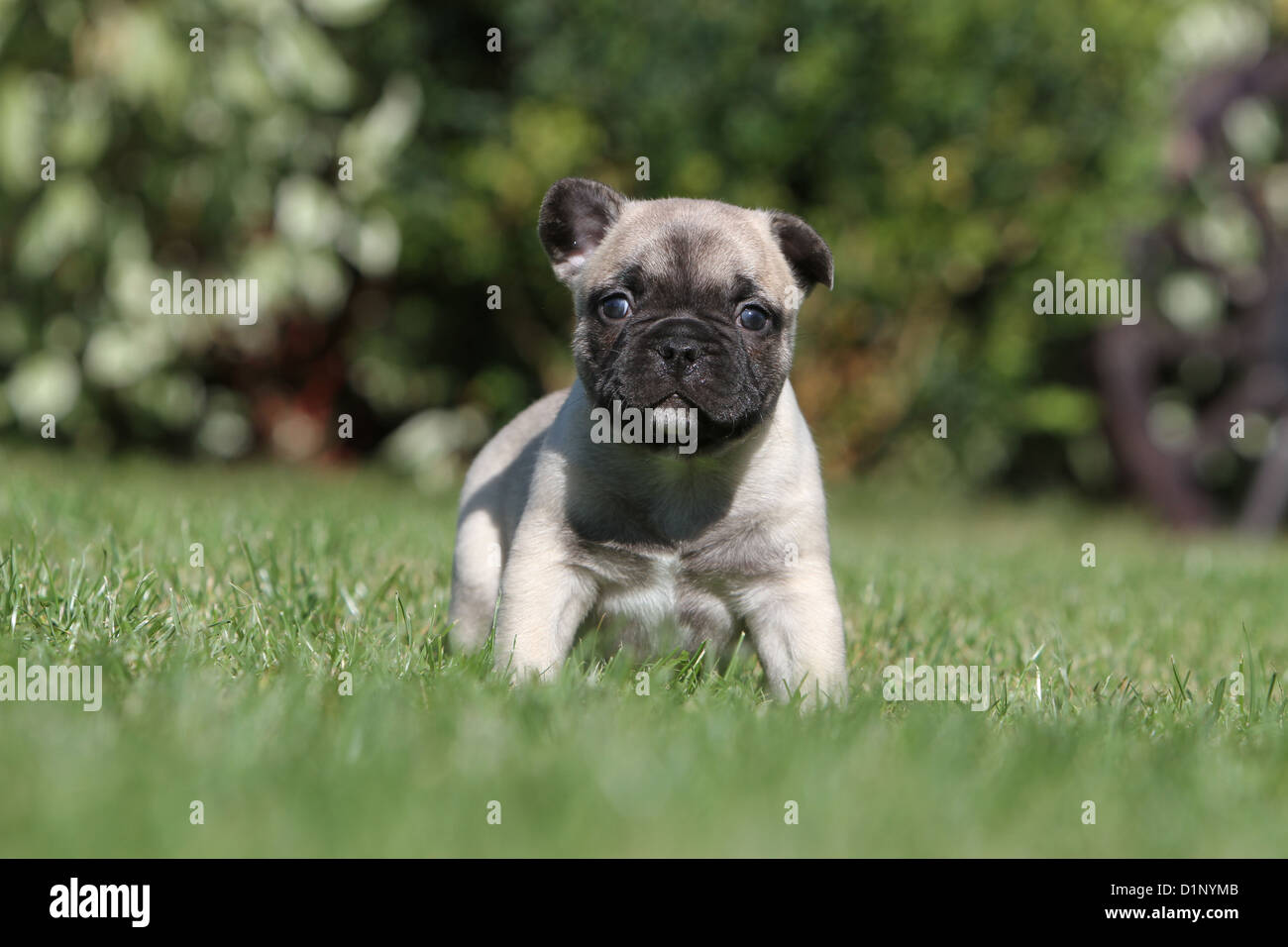 Page 6 - Frenchie Puppies High Resolution Stock Photography and Images -  Alamy