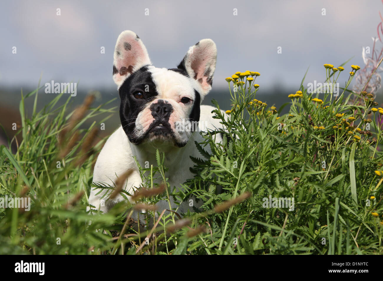Pied face french bulldog sale