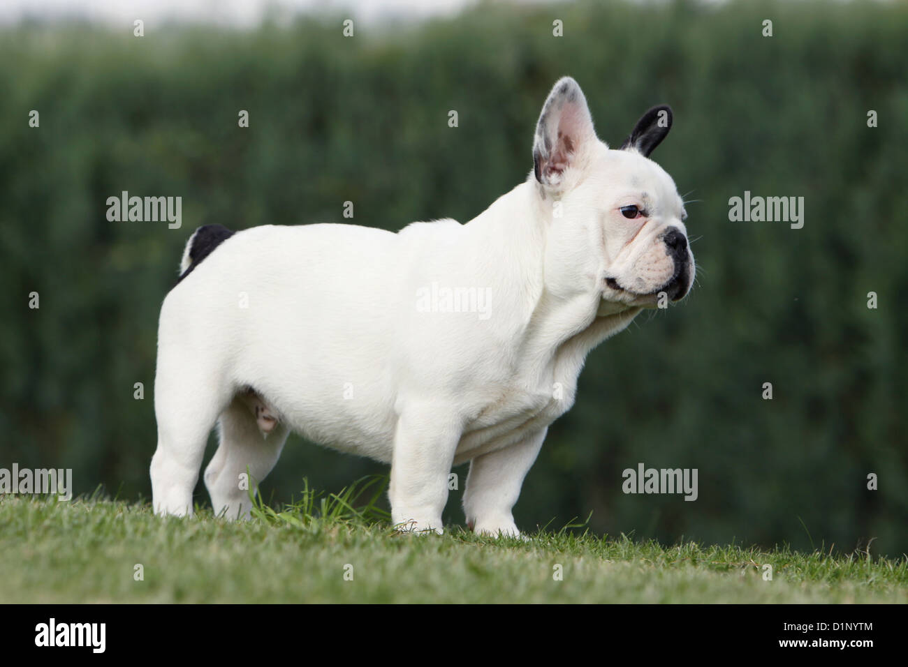 Dog French Bulldog Bouledogue Francais Pied Puppy Standard Profile Stock Photo Alamy Dog French Bulldog Bouledogue Francais Pied Puppy Standard Profile Stock Photo Alamy