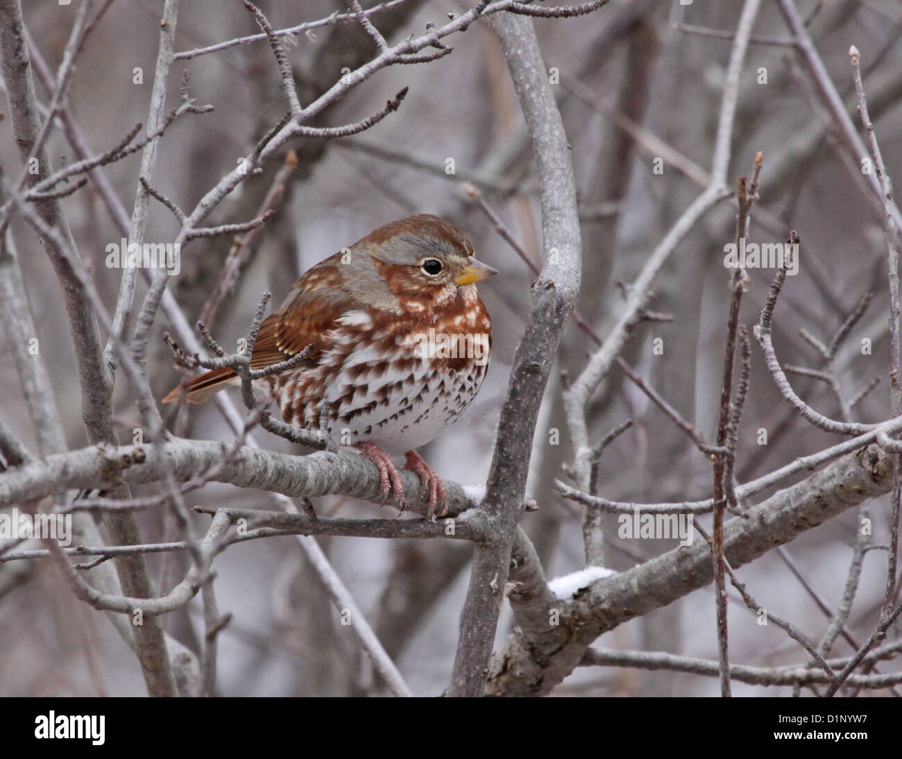 Perched Fox Sparrow Stock Photo