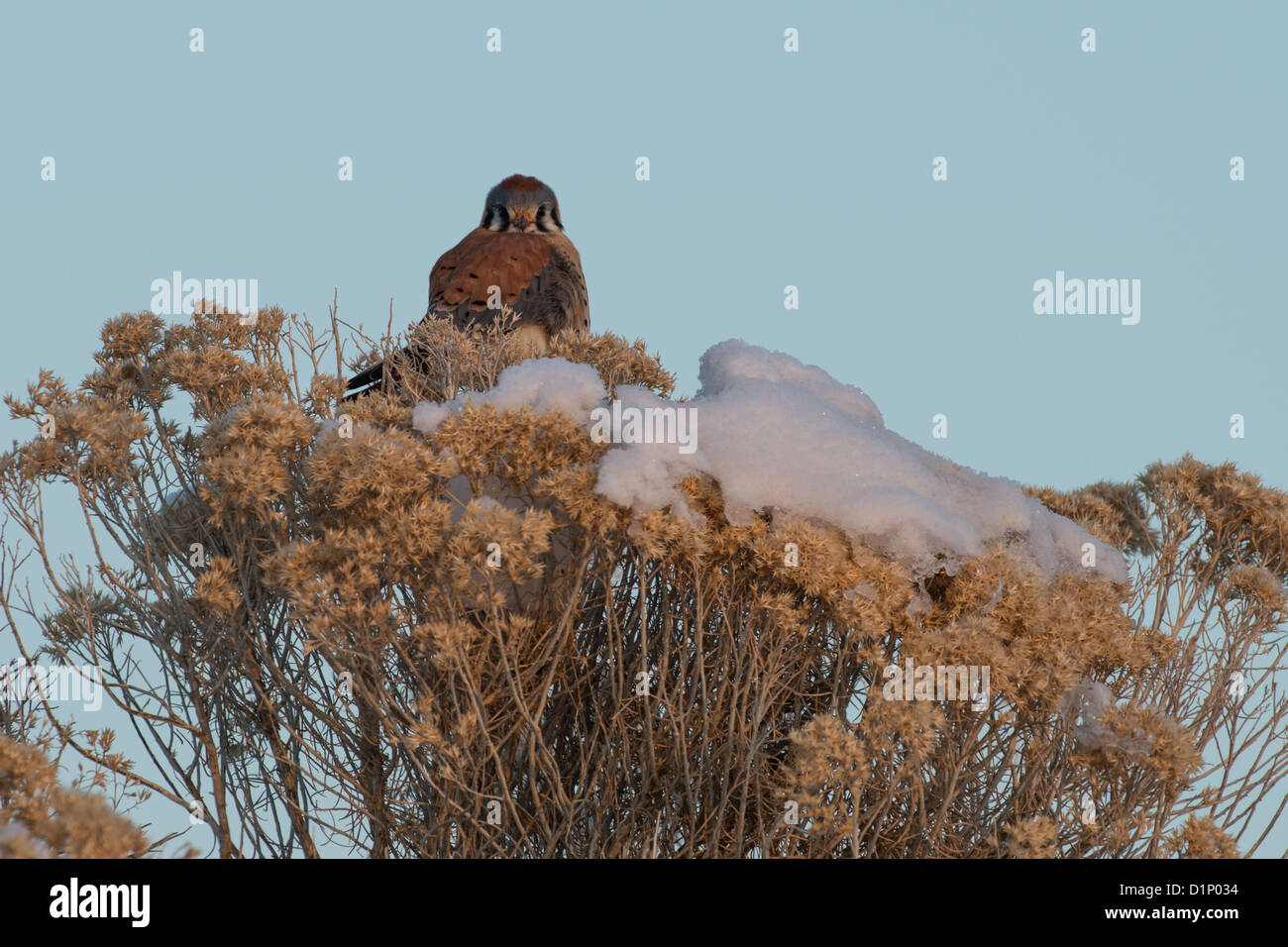 Stock photo of a kestrel sitting on top of a rabbitbrush. Stock Photo