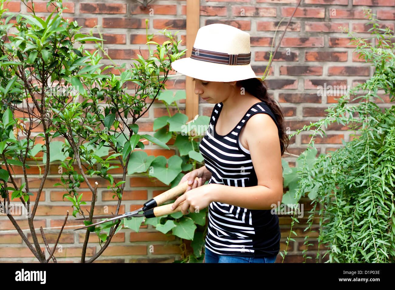 Pruning She girl with pruning shears trimming a tree Stock Photo - Alamy