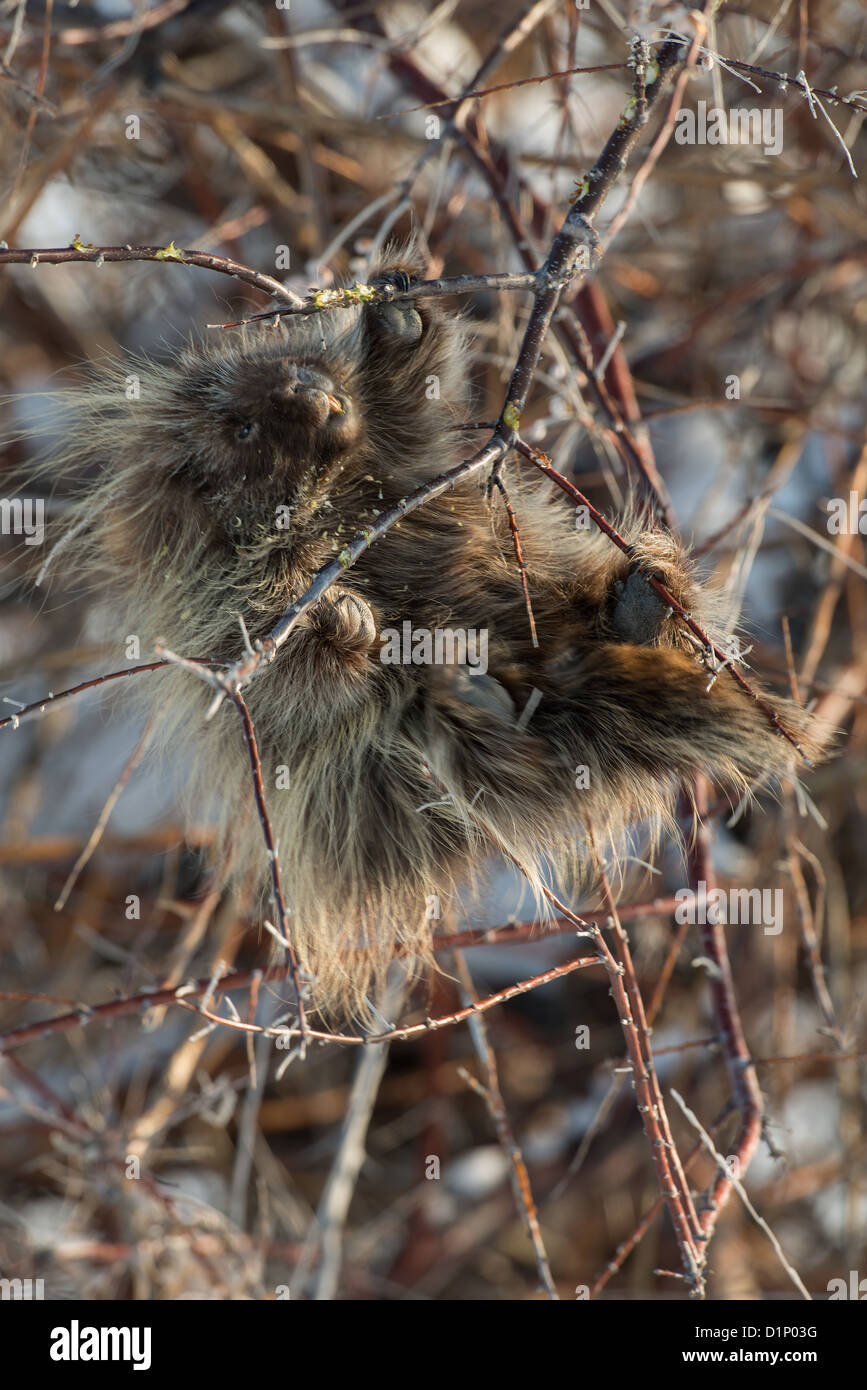 Stock photo of a north american porcupine feeding in a russian olive