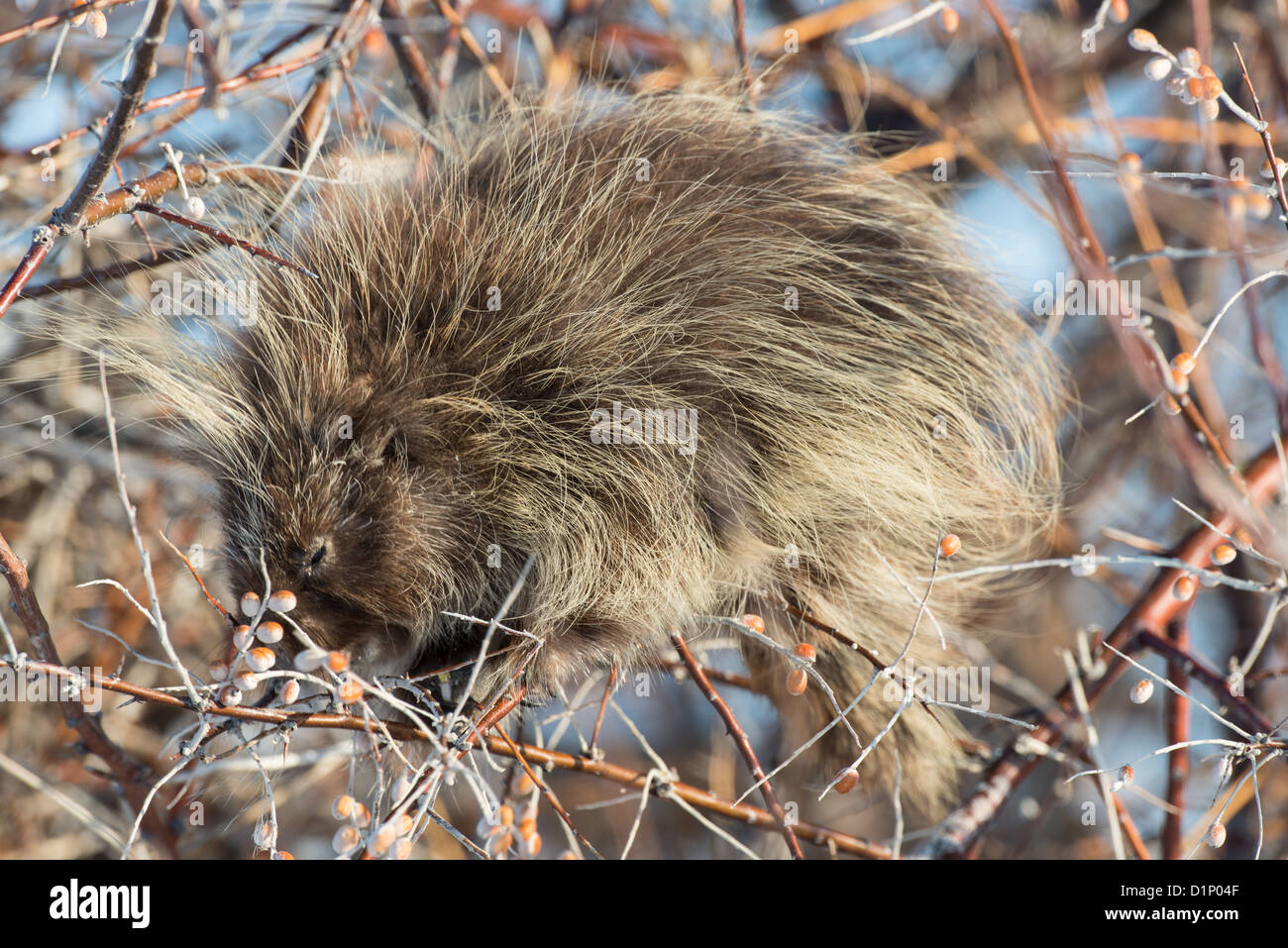 Stock photo of a north american porcupine feeding in a russian olive