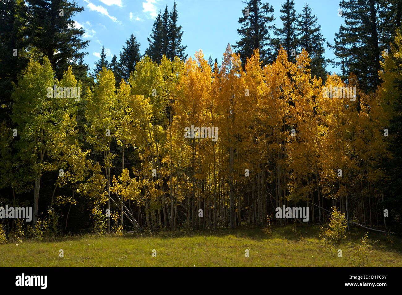 Aspen trees and Lodgepole Pines in fall, Kaibab National Forest, Grand Canyon National Park, Arizona, USA Stock Photo