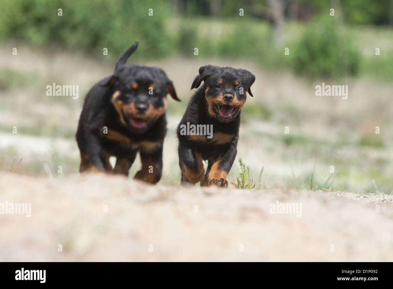 Dog two Rottweiler puppies running Stock Photo Alamy