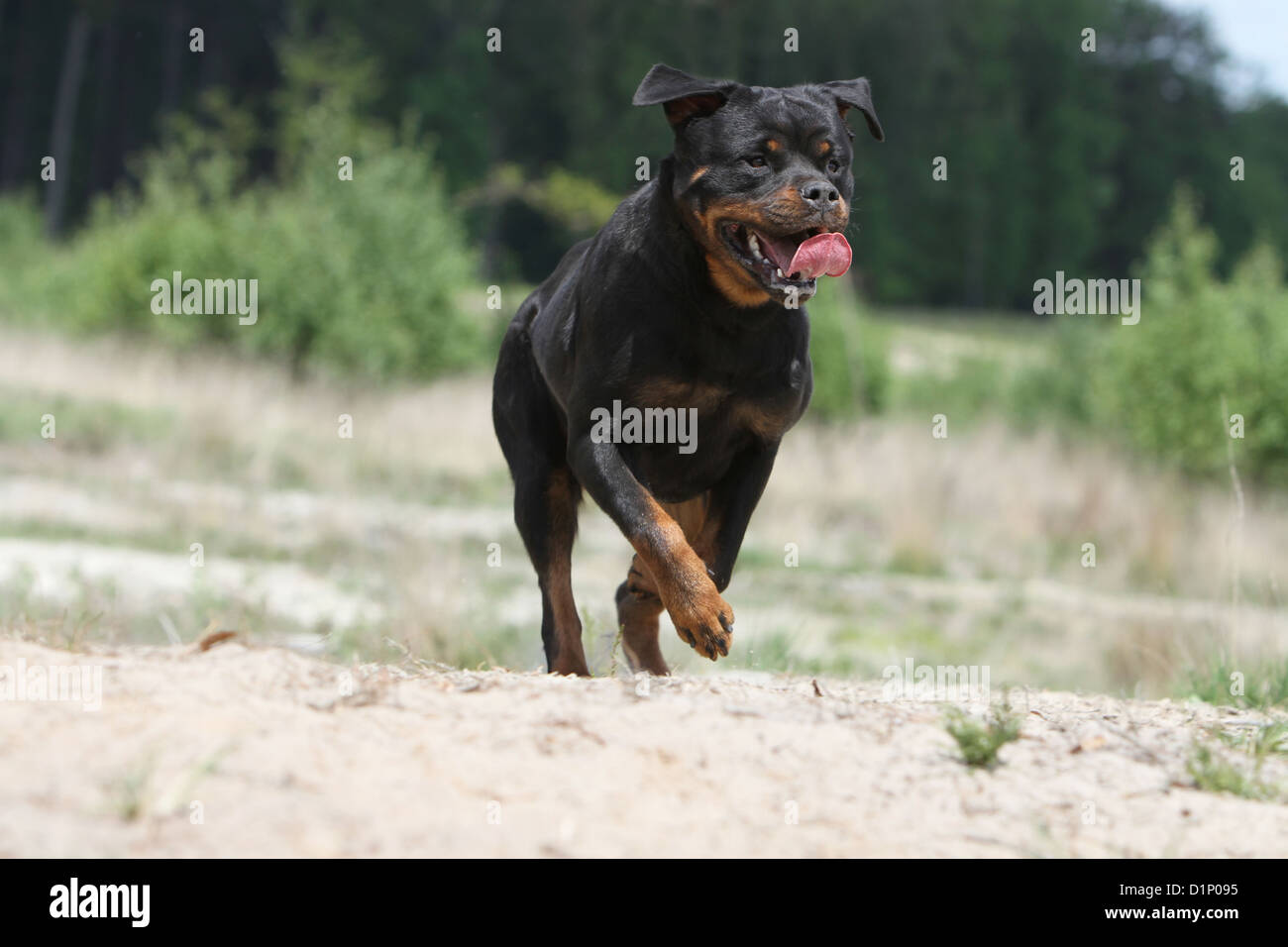 Dog Rottweiler adult running Stock Photo Alamy