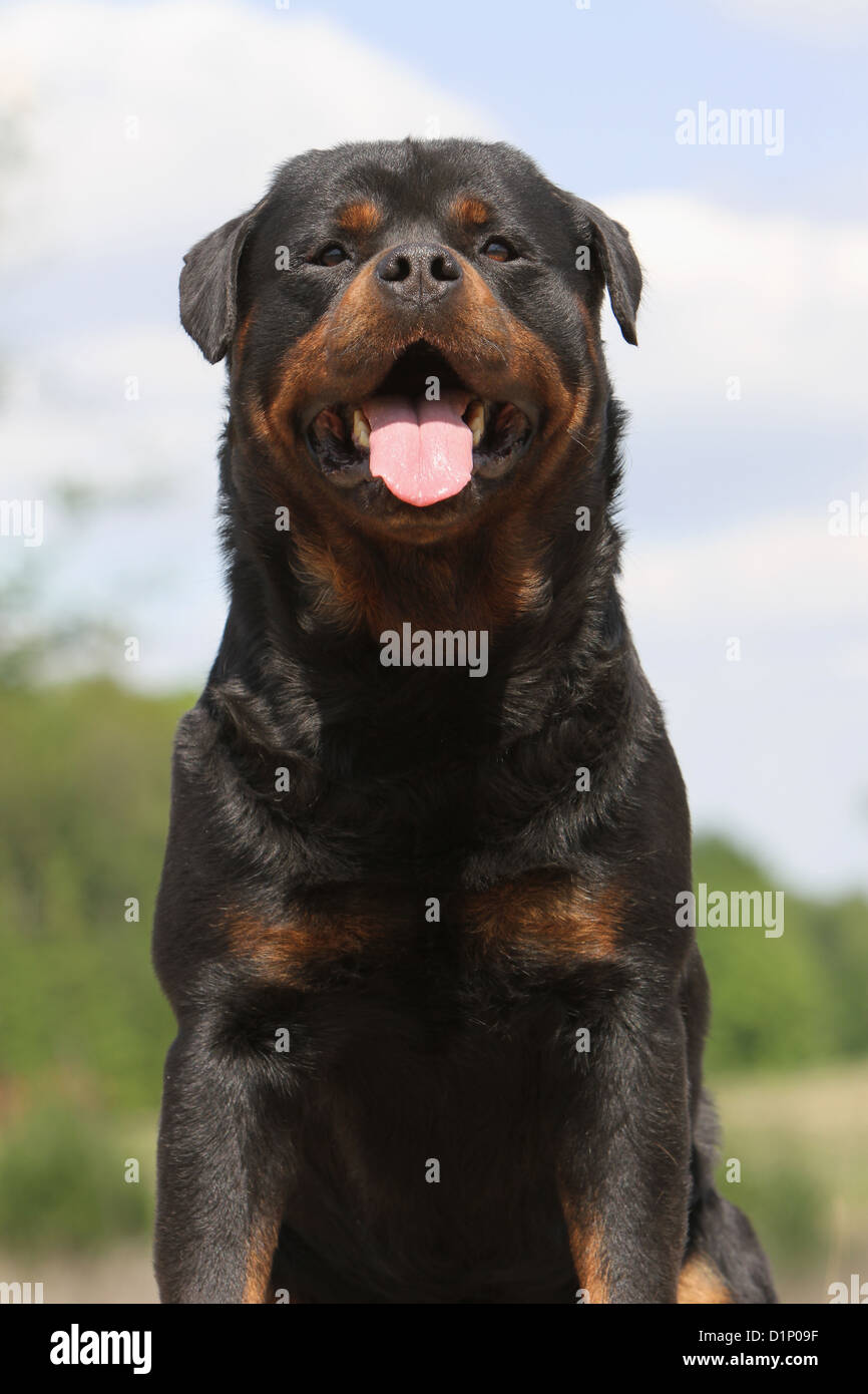 Dog Rottweiler adult portrait face Stock Photo - Alamy