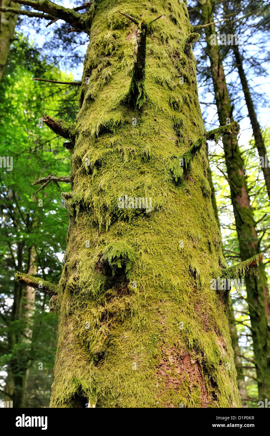 tree trunk covered with a thick green moss Stock Photo