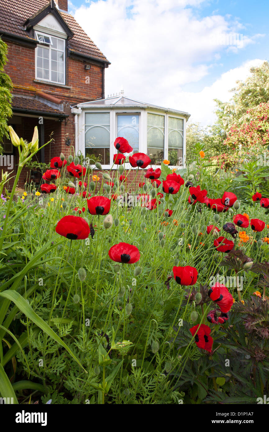Garden border with poppies hi-res stock photography and images - Alamy
