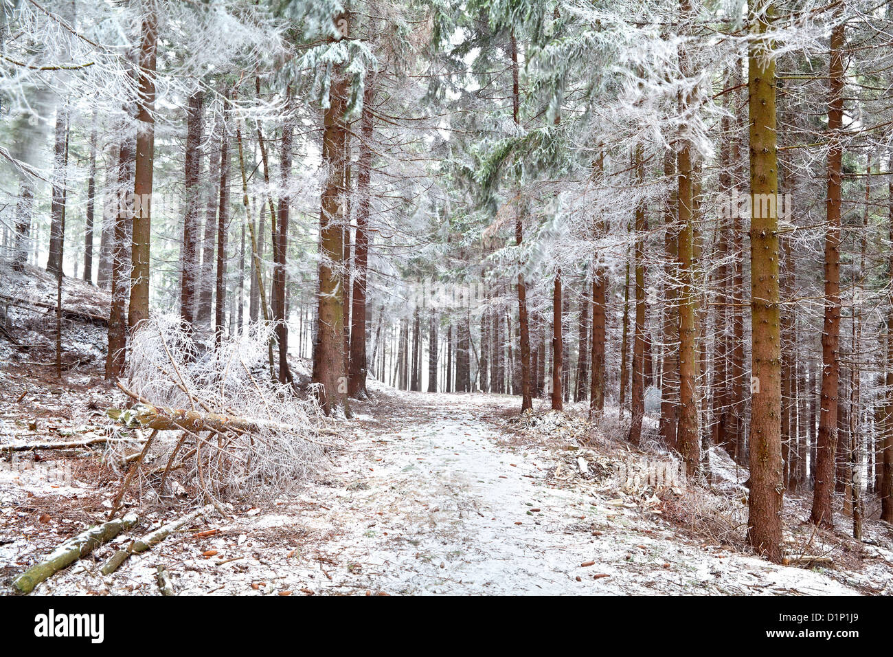 Old tree during winter hi-res stock photography and images - Alamy