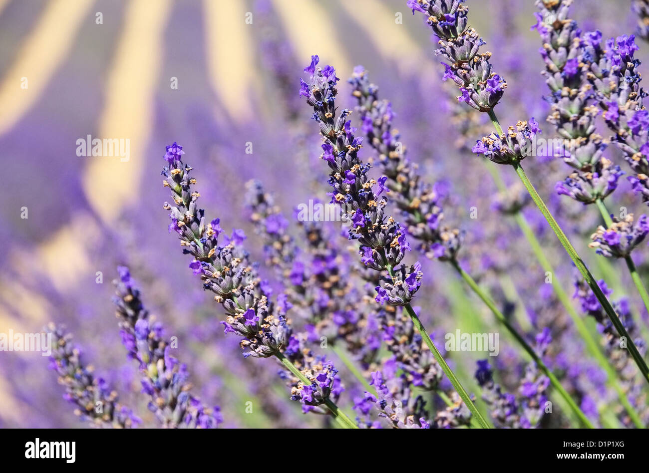 Lavendelfeld - lavender field 17 Stock Photo