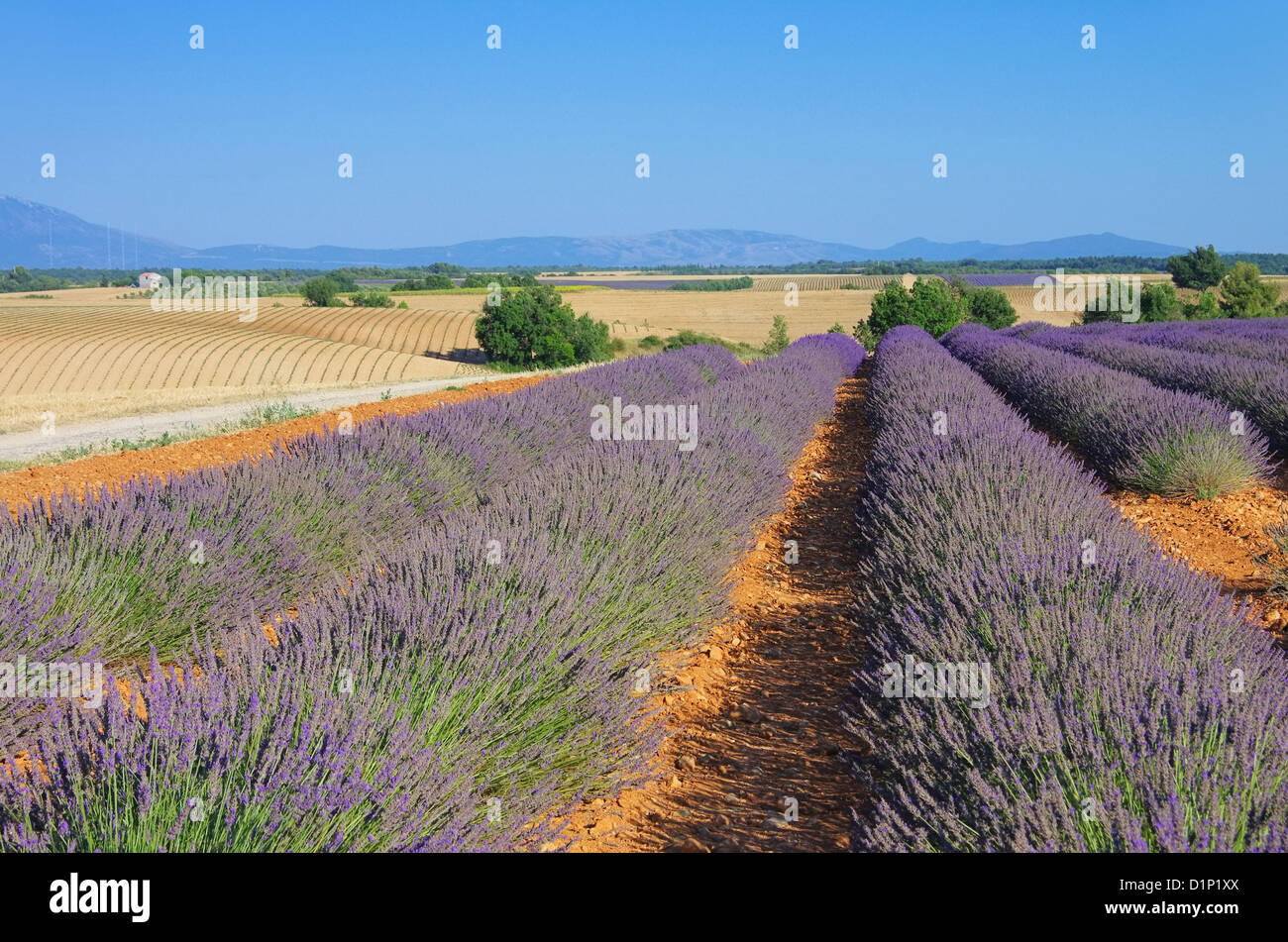 Lavendelfeld - lavender field 21 Stock Photo