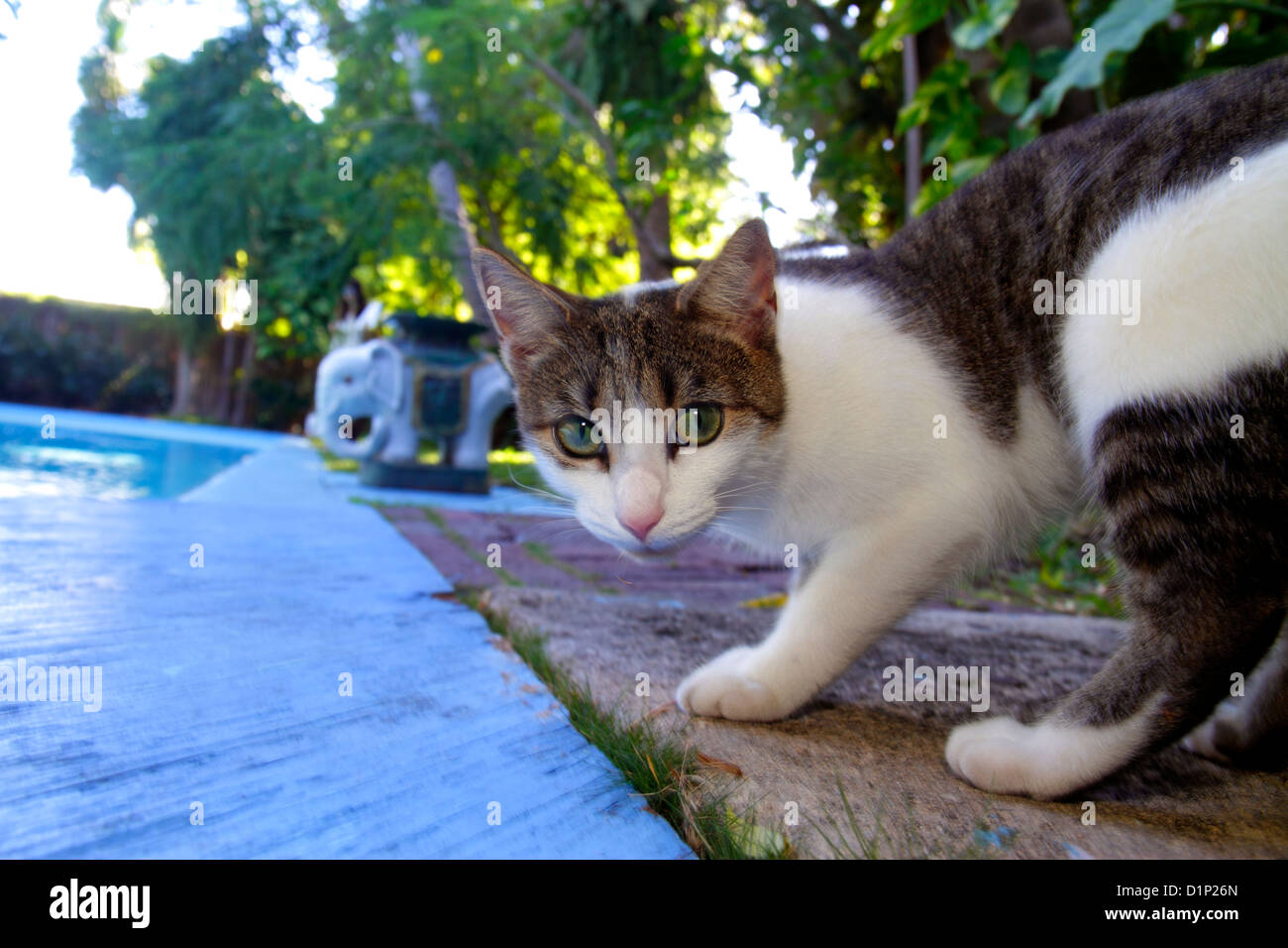 Florida Key West Florida,Keys Whitehead Street,The Ernest Hemingway