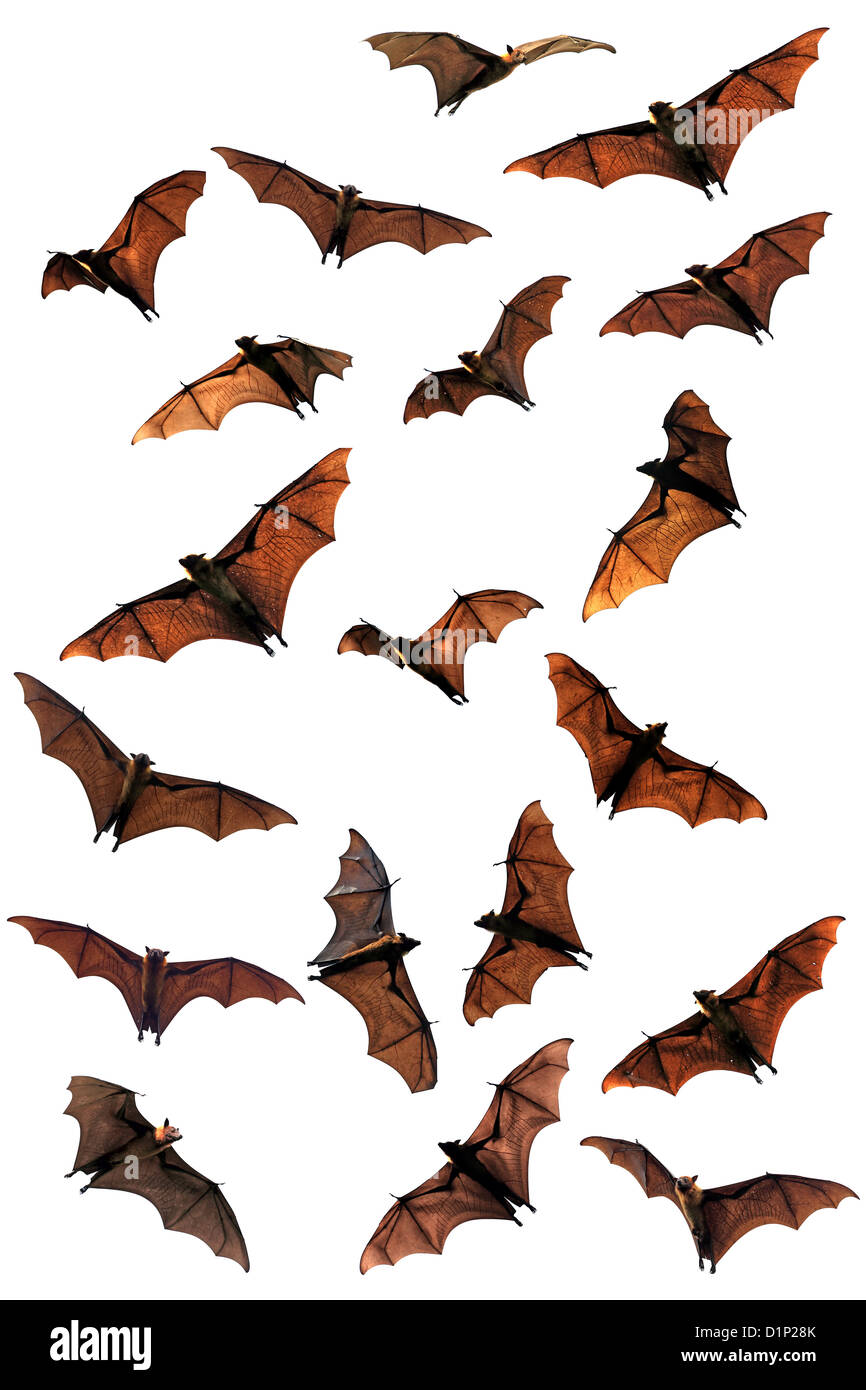 Spooky Halloween fruit bats (flying foxes). Stock Photo