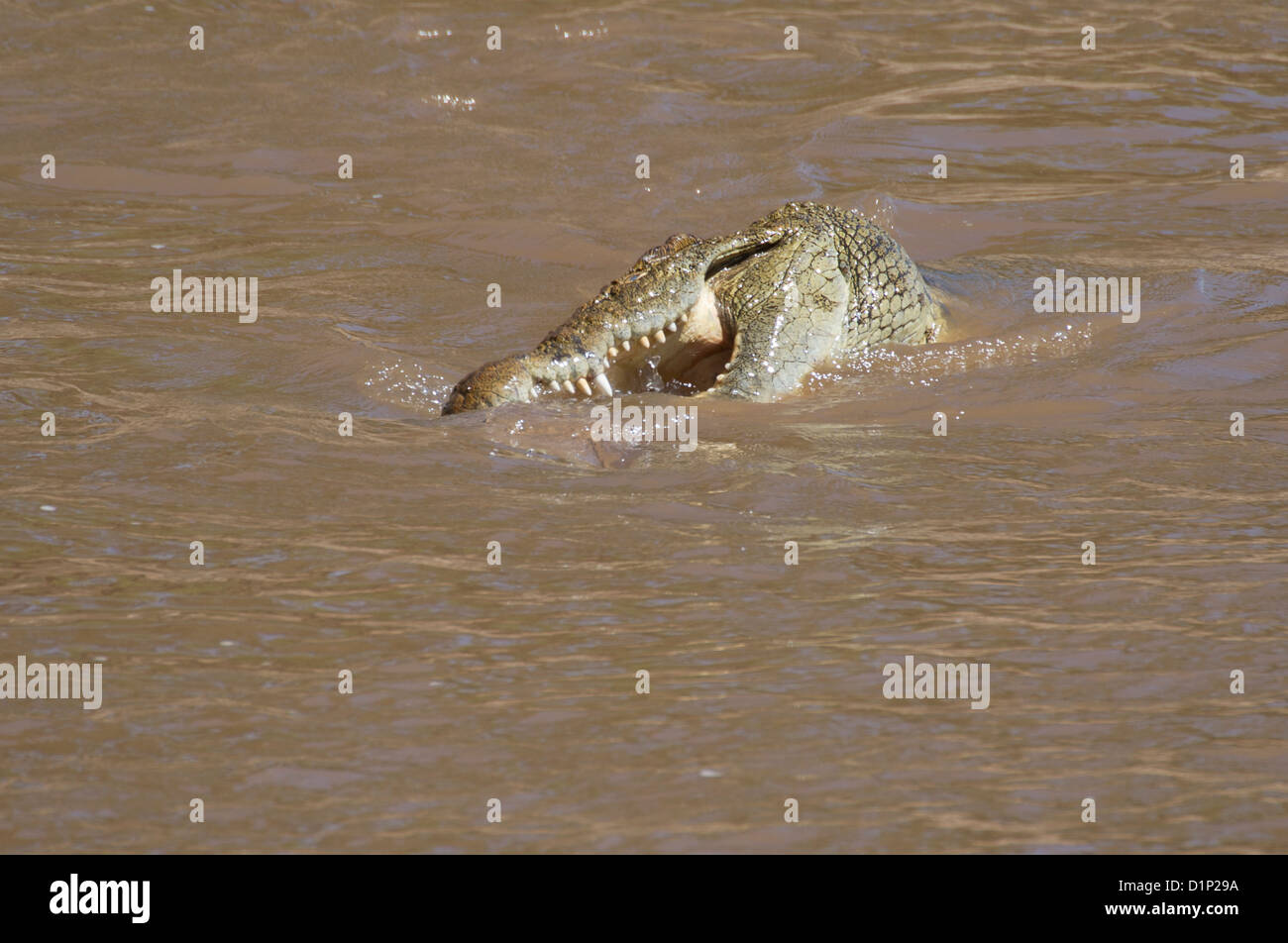 Large nile crocodile swimming Stock Photo Alamy