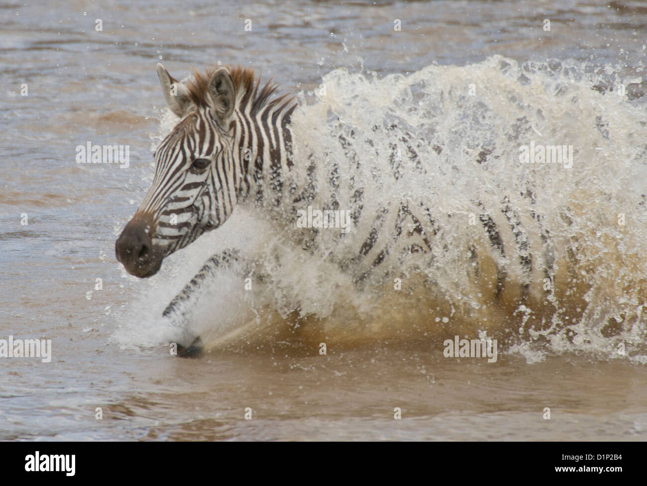 Zebra swimming Stock Photo 52730584 Alamy