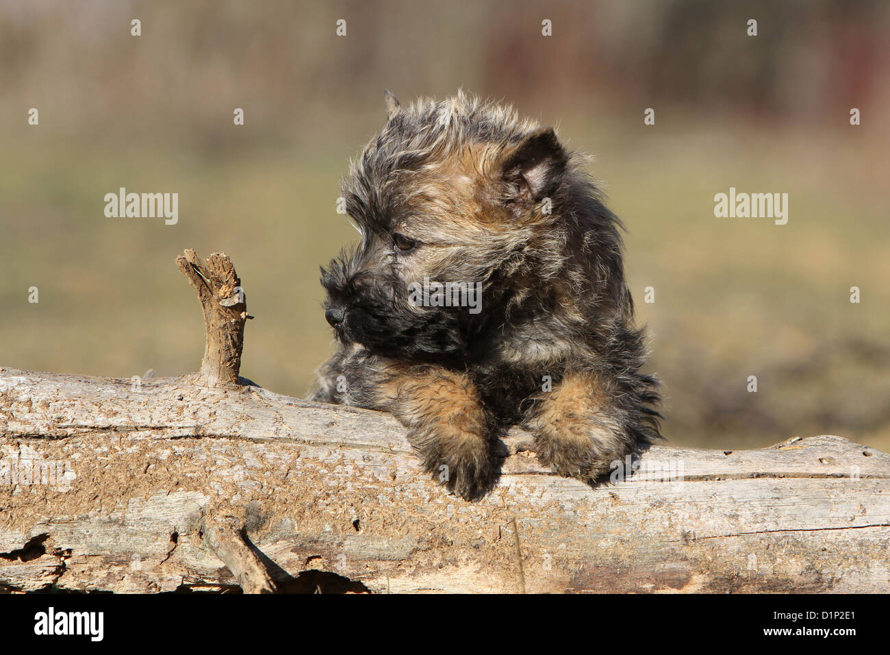Dog Cairn Terrier puppy brindle lying on a wood Stock Photo