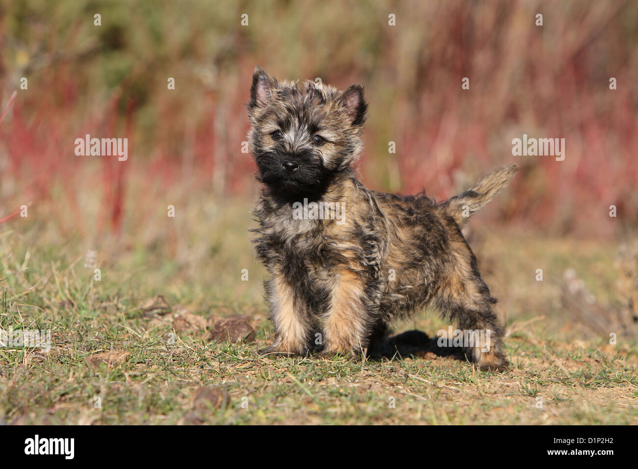 brindle cairn terrier