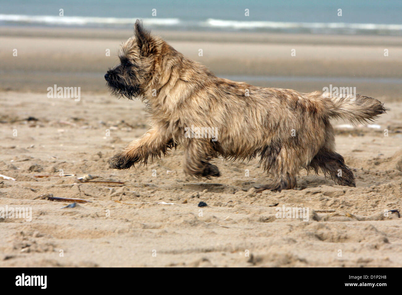Dog Cairn Terrier puppy brindle running on the beach Stock Photo