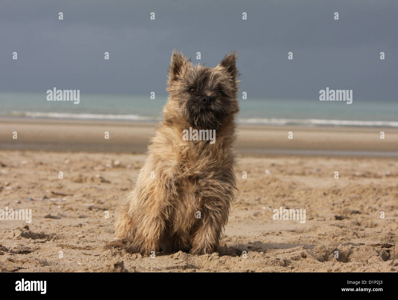 Dog Cairn Terrier puppy brindle sitting on the beach Stock Photo