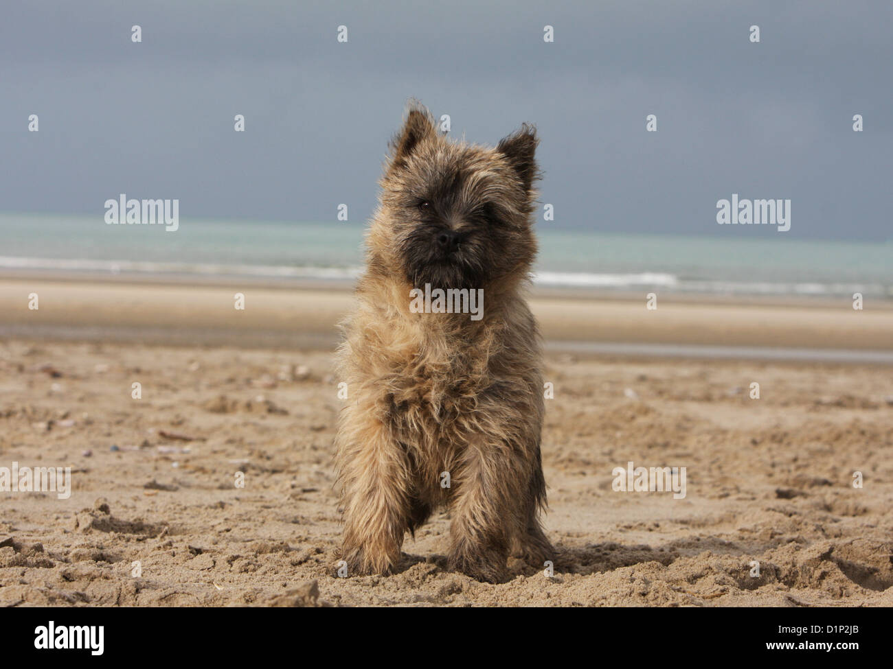 Dog Cairn Terrier puppy brindle standing on the beach Stock Photo
