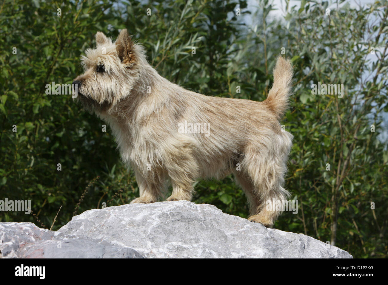 Cairn terrier wheaten 2025 terrier mix