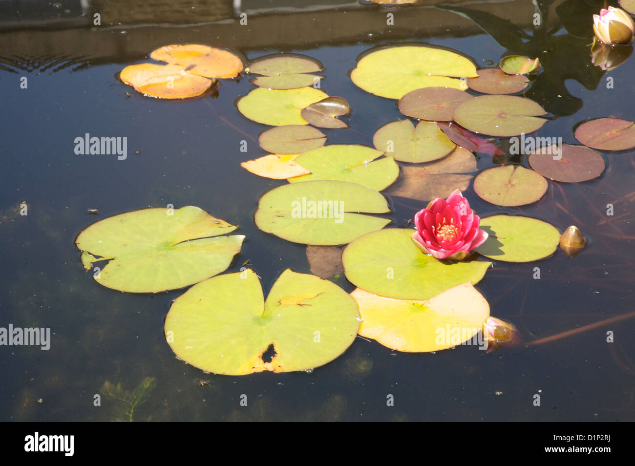 lily pond with pink lilys Stock Photo