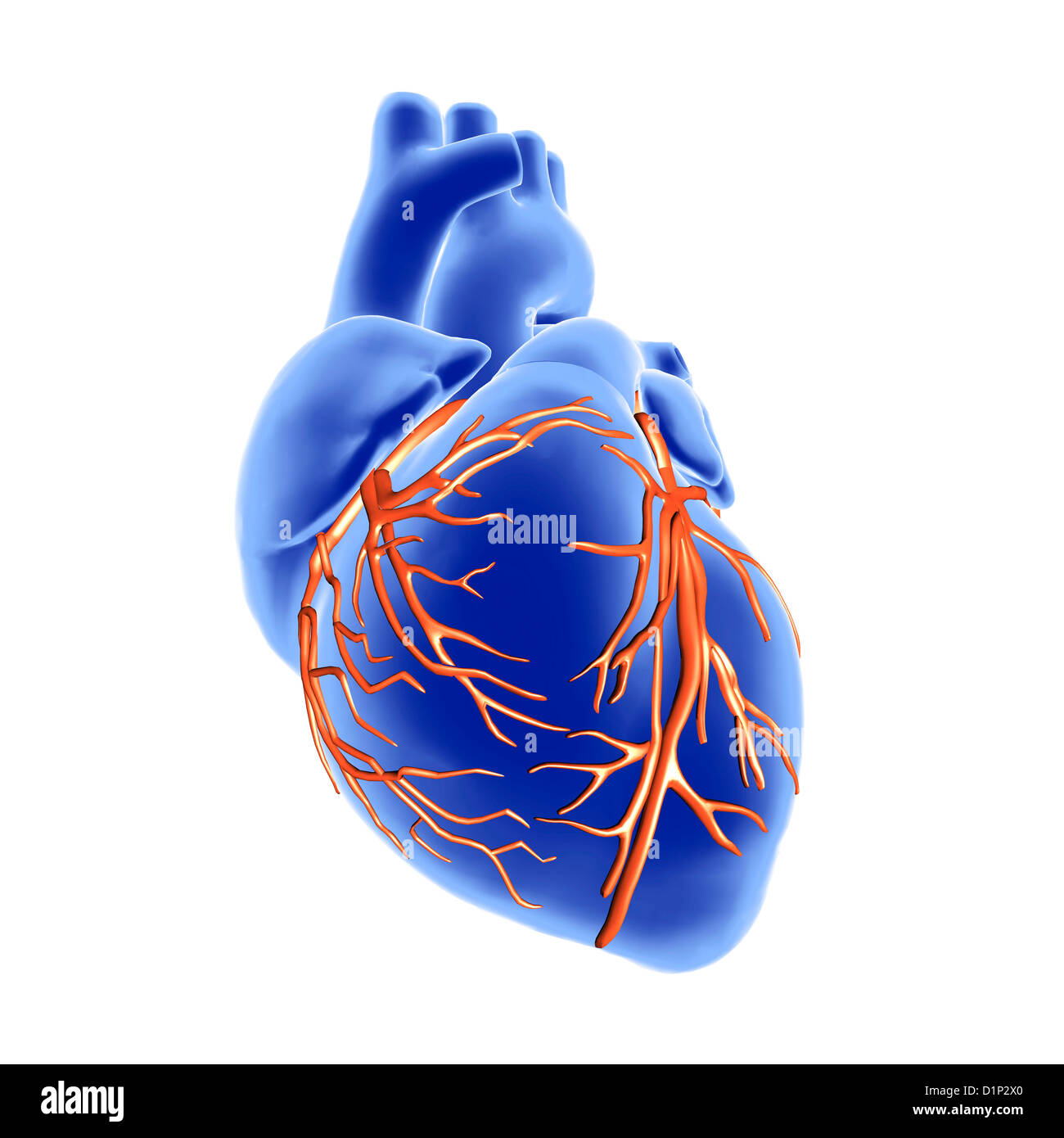 Heart and coronary arteries, artwork Stock Photo