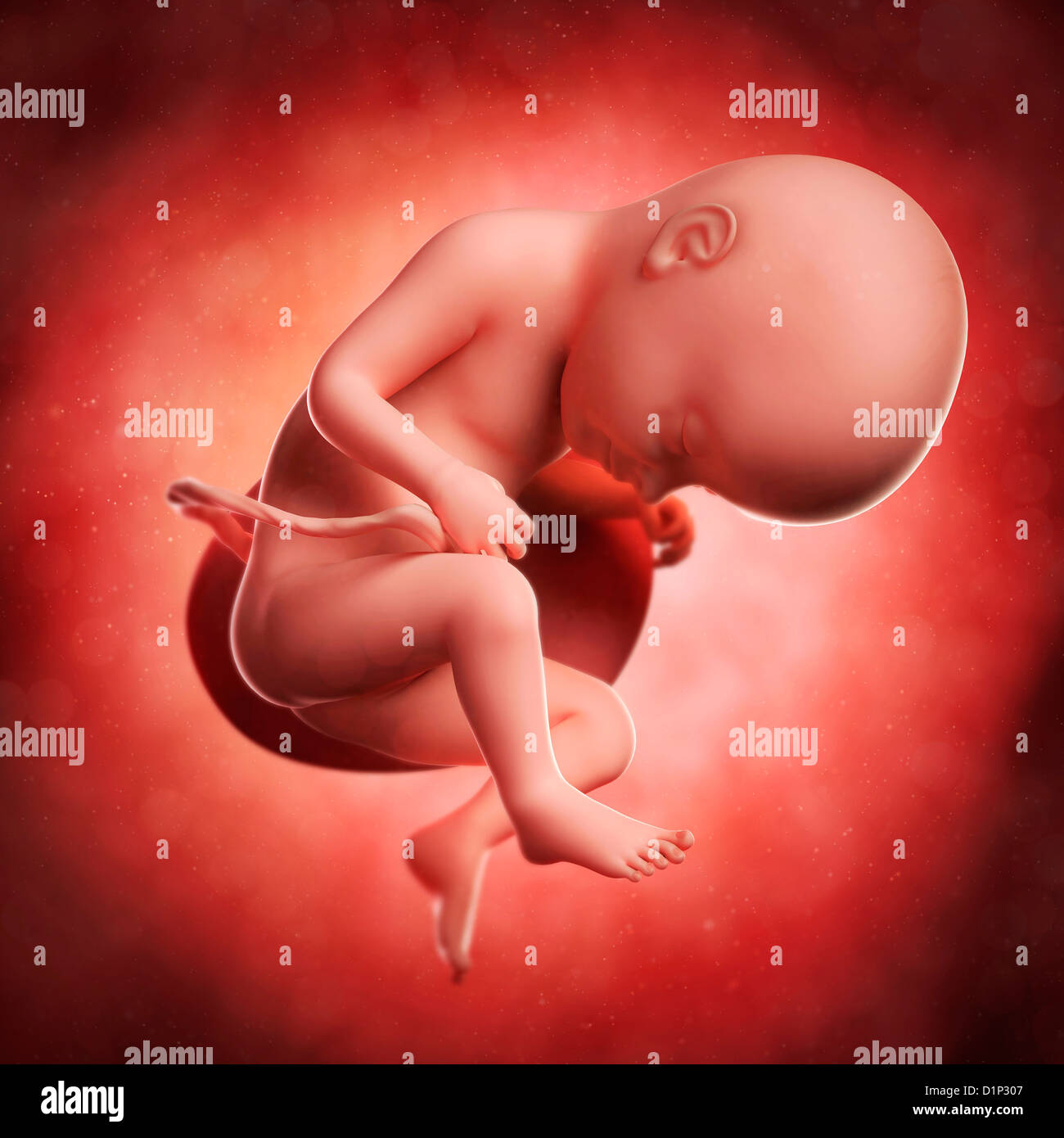 Foetus at 33 weeks, artwork Stock Photo