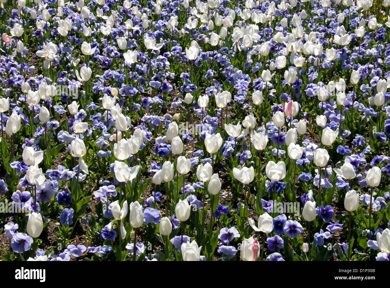 A mass display of blue Pansies and white Tulips at Floriade, Canberra, Australia Stock Photo