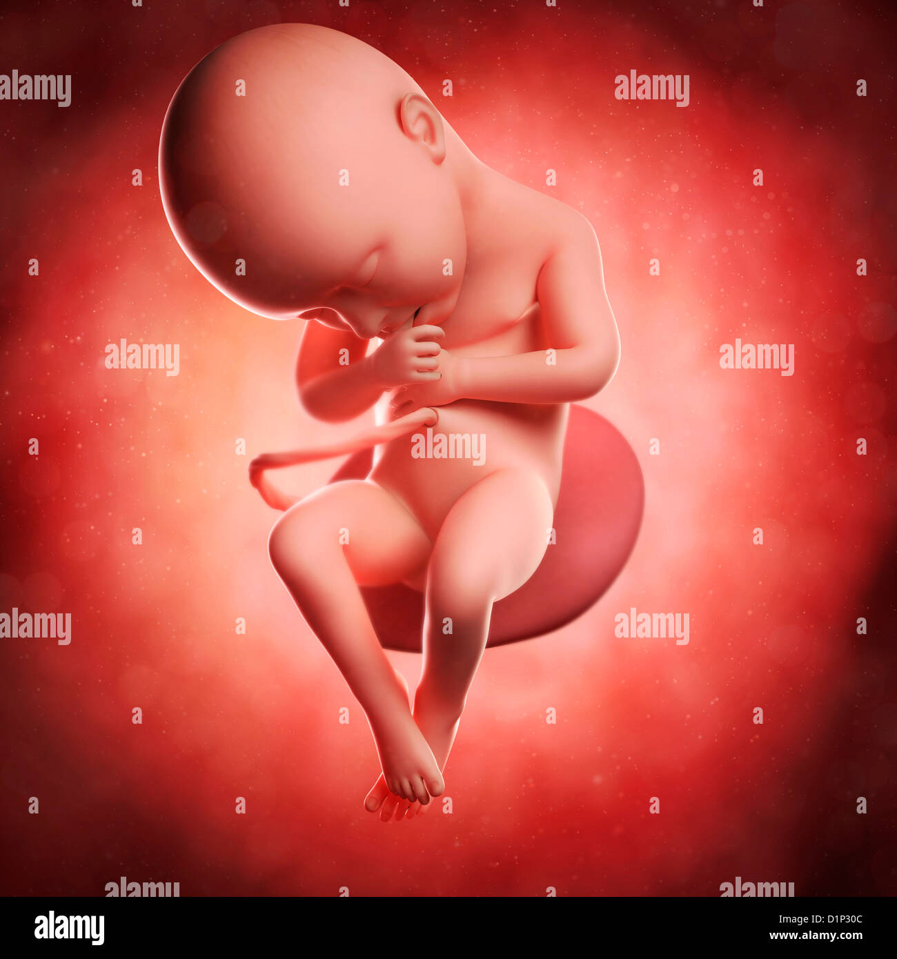 Foetus at 36 weeks, artwork Stock Photo