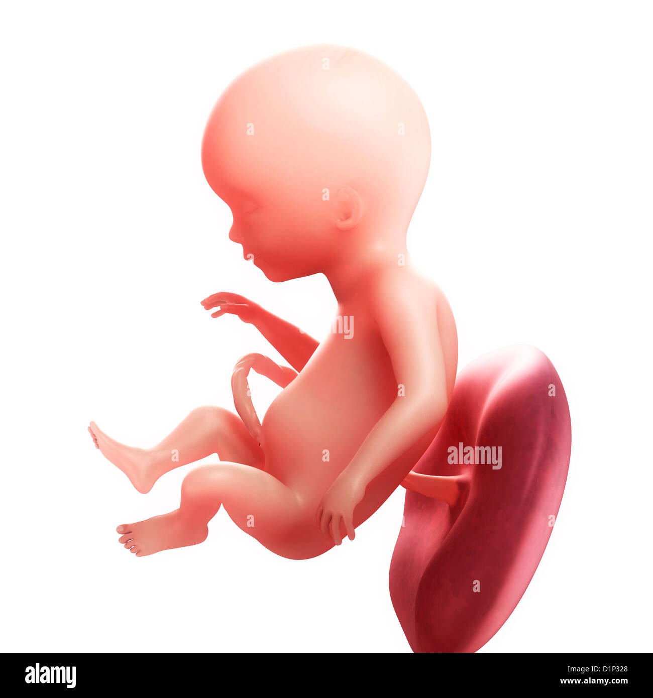 Foetus at 17 weeks hi-res stock photography and images - Alamy