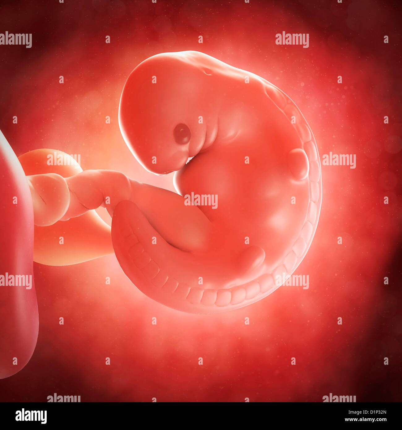 Human Foetus 6 Weeks High Resolution Stock Photography And Images Alamy