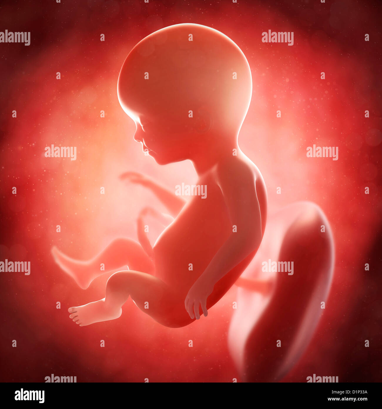 Foetus at 17 weeks, artwork Stock Photo Alamy