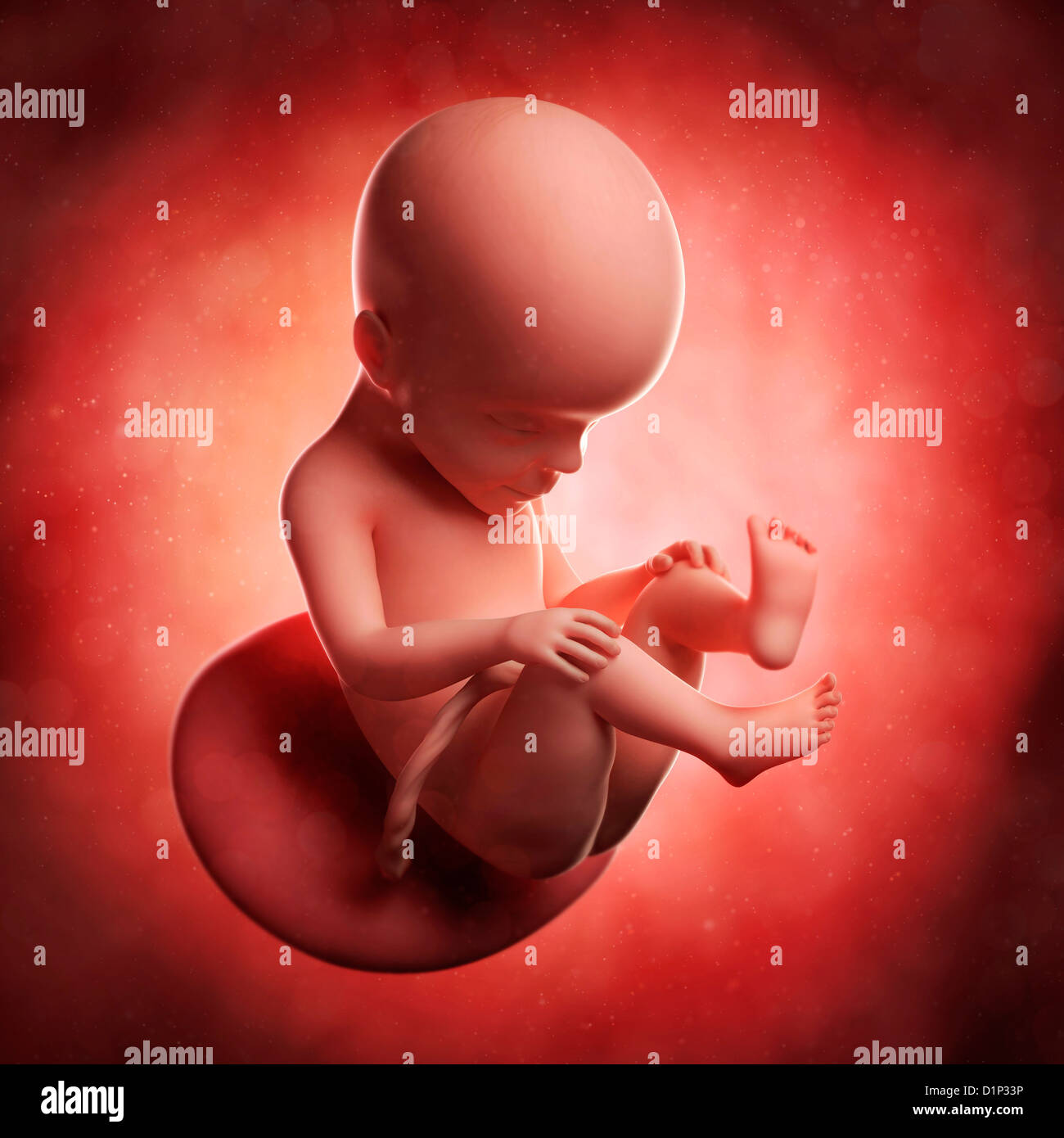 Baby In The Womb Stock Photos & Baby In The Womb Stock Images - Alamy1300 x 1390