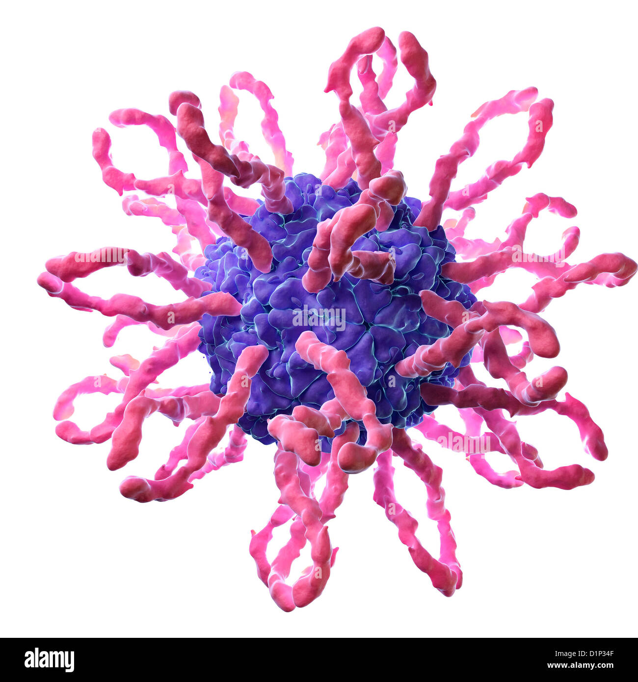 Coxsackievirus hires stock photography and images Alamy