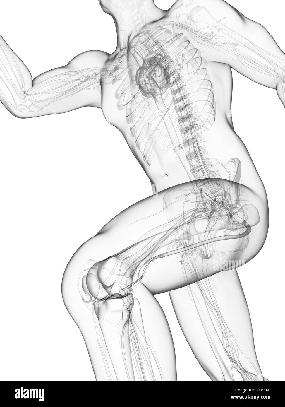 Arm raised anatomy Black and White Stock Photos & Images - Alamy