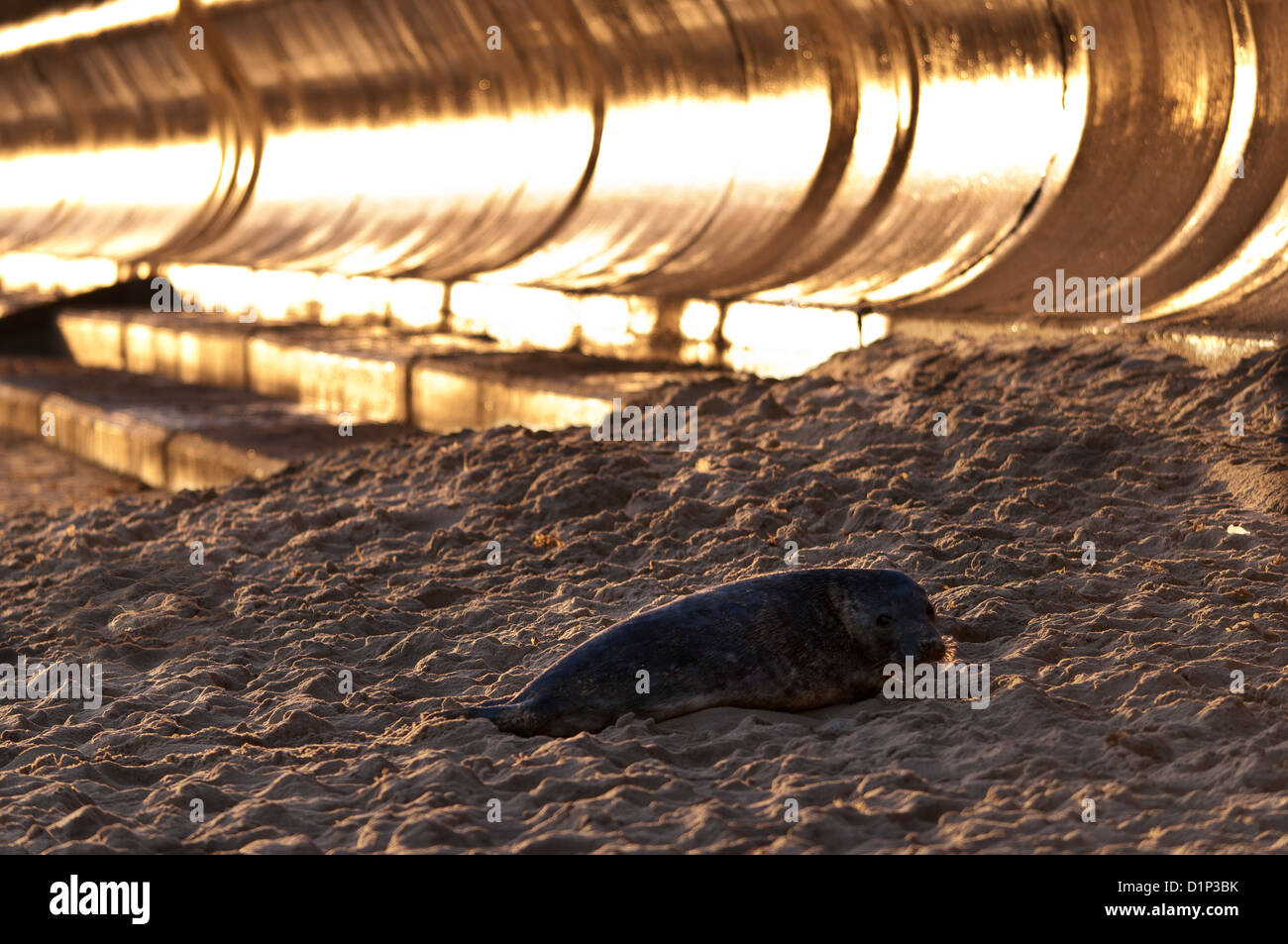 Grey seal pup halichoerus grypus on beach with sea wall Winterton Norfolk Stock Photo